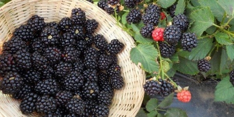 Detaljan opis i karakteristike sorte kupine ruben