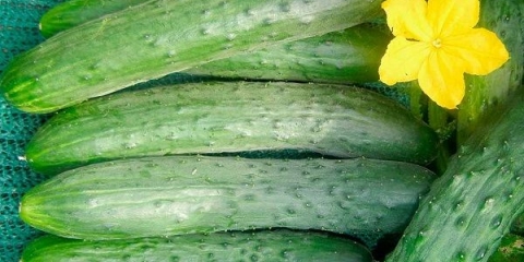 Detaljan opis i karakteristike sorte krastavca zozulya