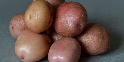 Detaljan opis i karakteristike romano krompira