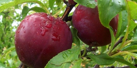 Detaljan opis sorte bombona šljive