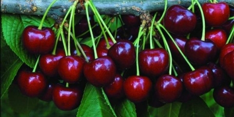 Detaljan opis sorte trešnje valeriy chkalov