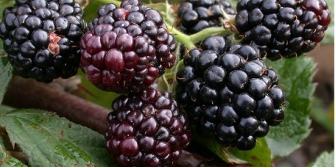 Detaljan opis sorte kupine thornfri