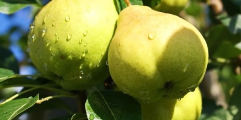 Detaljan opis sorte kruške august rosa