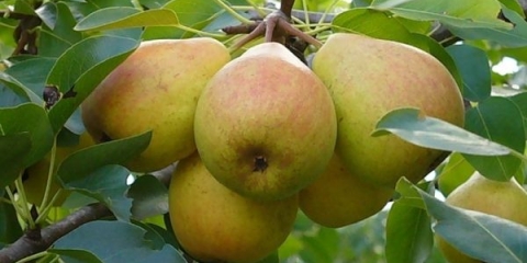 Detaljan opis omiljene sorte kruške clapp