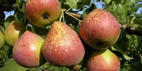 Detaljan opis sorte mramorne kruške