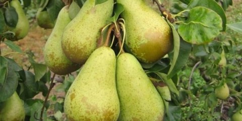 Detaljan opis sorte konferencijske kruške