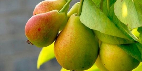 Detaljan opis sorte kruške jednostavno maria