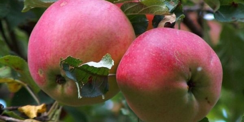 Detaljan opis sorte jabuke aport