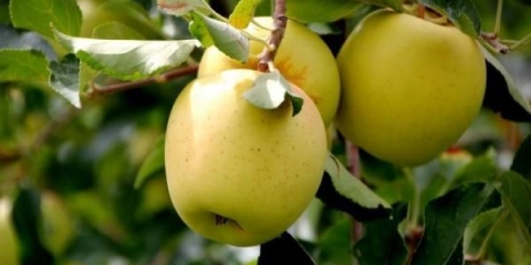 Detaljan opis sorte zlatne jabuke