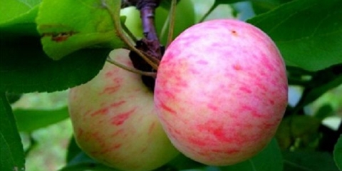 Detaljan opis sorte jabuke kruške