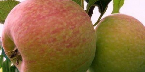 Detaljan opis sorte bombone jabuke