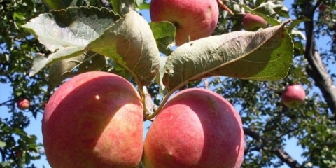 Detaljan opis sorte jabuka zhigulevskoe