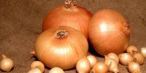 Detaljan opis sorte luka stuttgarter risen