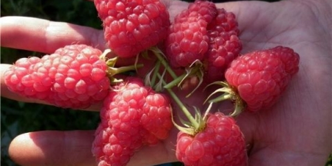 Detaljan opis sorte maline maroseyka