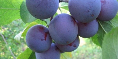 Detaljan opis sorte šljive egg blue