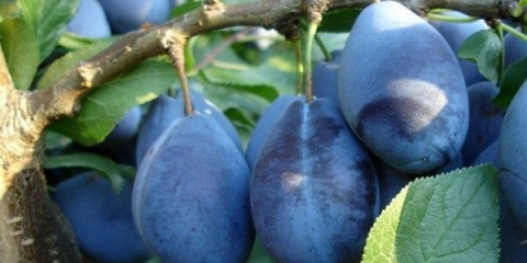 Detaljan opis sorte šljive stanley