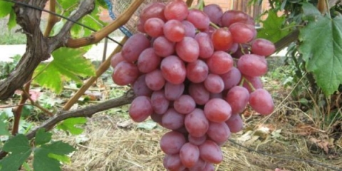 Detaljan opis sorte grožđa anyuta