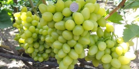 Detaljan opis sorte grožđa arcadia