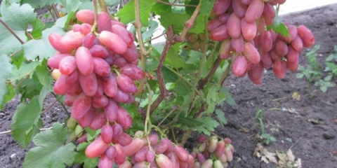 Detaljan opis sorte grožđa julian