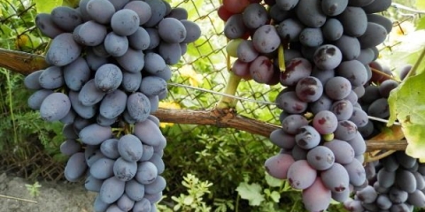 Detaljan opis sorte grožđa jupiter