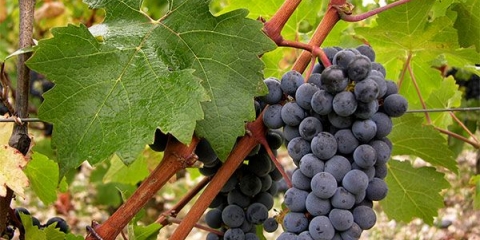 Detaljan opis sorte grožđa cabernet sauvignon