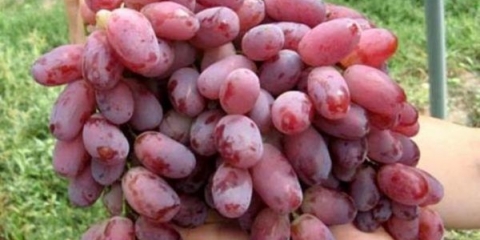 Detaljan opis sorte grožđa kišmiš radiant