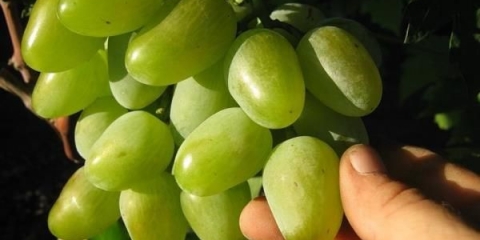 Detaljan opis sorte grožđa monarch