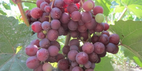 Detaljan opis sorte grožđa muškat