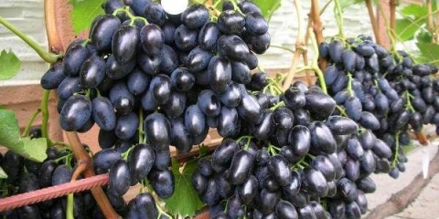 Detaljan opis sorte grožđa nadezhda azos