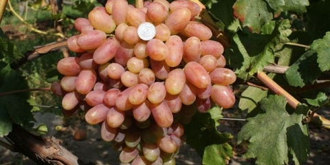 Detaljan opis transfiguracije sorte grožđa