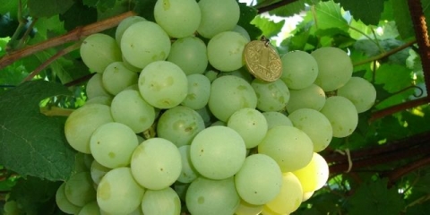 Detaljan opis sorte grožđa talisman
