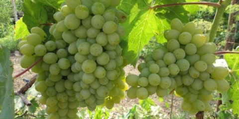 Detaljan opis sorte grožđa delight