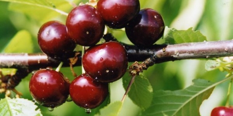 Detaljan opis sorte trešnje miracle cherry