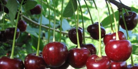 Detaljan opis sorte trešnje mladih