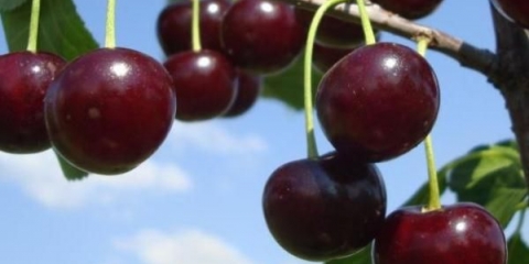 Detaljan opis sorte čokoladne trešnje