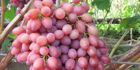 Detaljan opis sorte grožđa cardinal