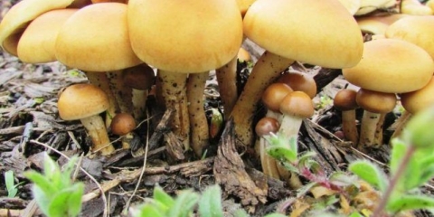 Polevik rani (rani agrocibe): gdje raste i kako izgleda