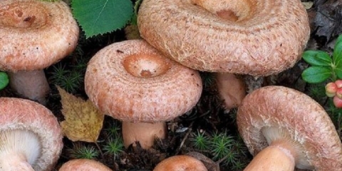 Jesu li valovi korisni: sastav, kontraindikacije