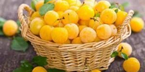 Korisna svojstva trešnje šljive