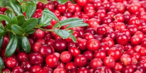 Korisna svojstva brusnice