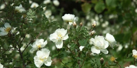 Korisna svojstva crnog šipka i kontraindikacije