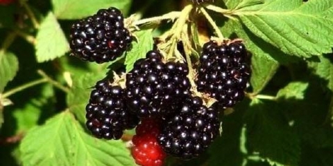 Korisna svojstva kupine