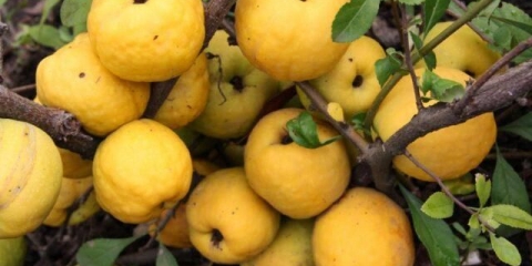 Korisna svojstva henomelesa (dunja) i kontraindikacije za žene, muškarce