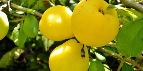 Korisna svojstva i kontraindikacije dunje