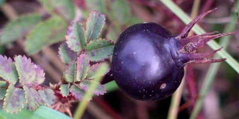 Korisna svojstva i kontraindikacije crnog šipka