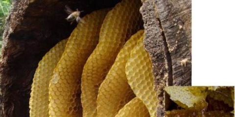 Korisna svojstva i kontraindikacije divljeg meda