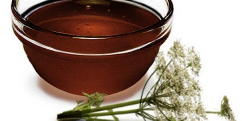 Korisna svojstva i kontraindikacije meda od anđelike