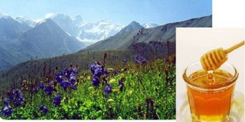 Korisna svojstva i kontraindikacije planinskog meda