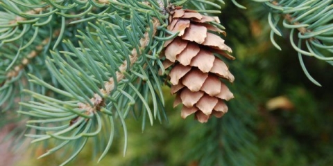 Korisna svojstva i kontraindikacije jelovih iglica, smole, kore