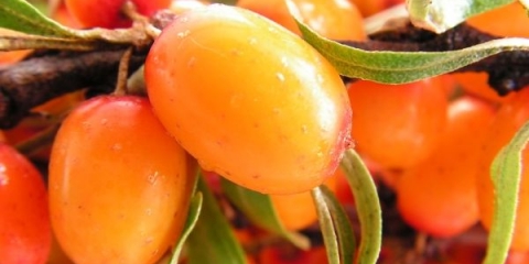 Korisna svojstva i kontraindikacije bobica i listova morske krkavine